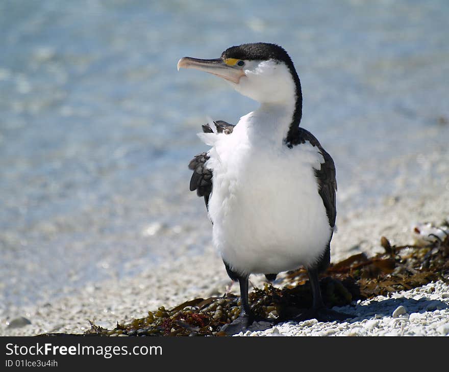 Karuhiruhi, The Pied Shag (Phalacrocorax varius)