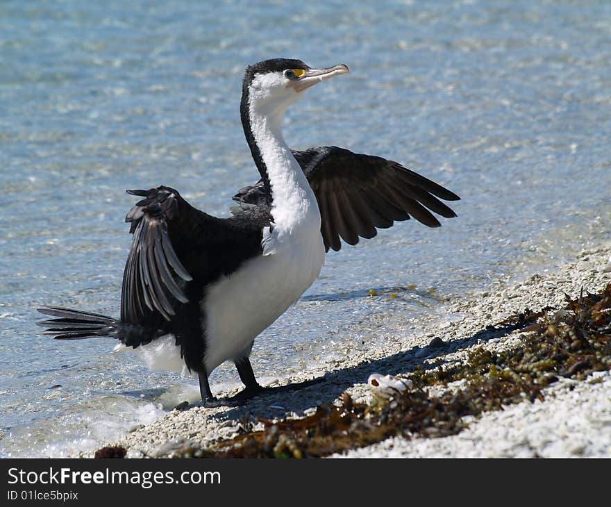 Karuhiruhi, The Pied Shag (Phalacrocorax varius) in Kaikoura