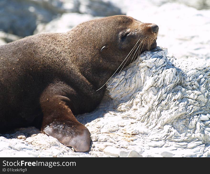 Australasian Fur Seal (Arctocephalus forsteri) resting in Kaikoura, New Zealand