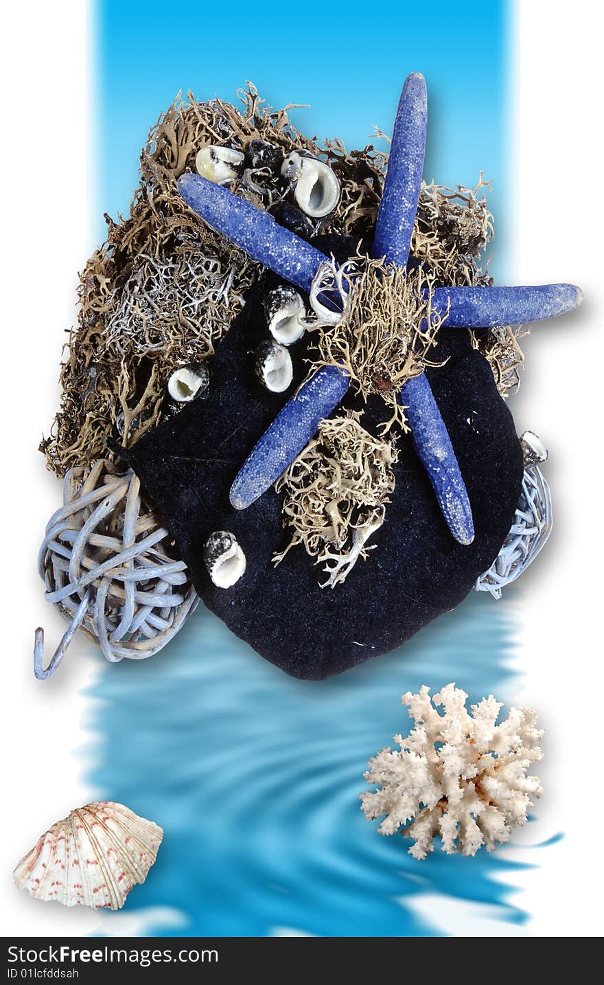 Navy blue sea star with decorative coral