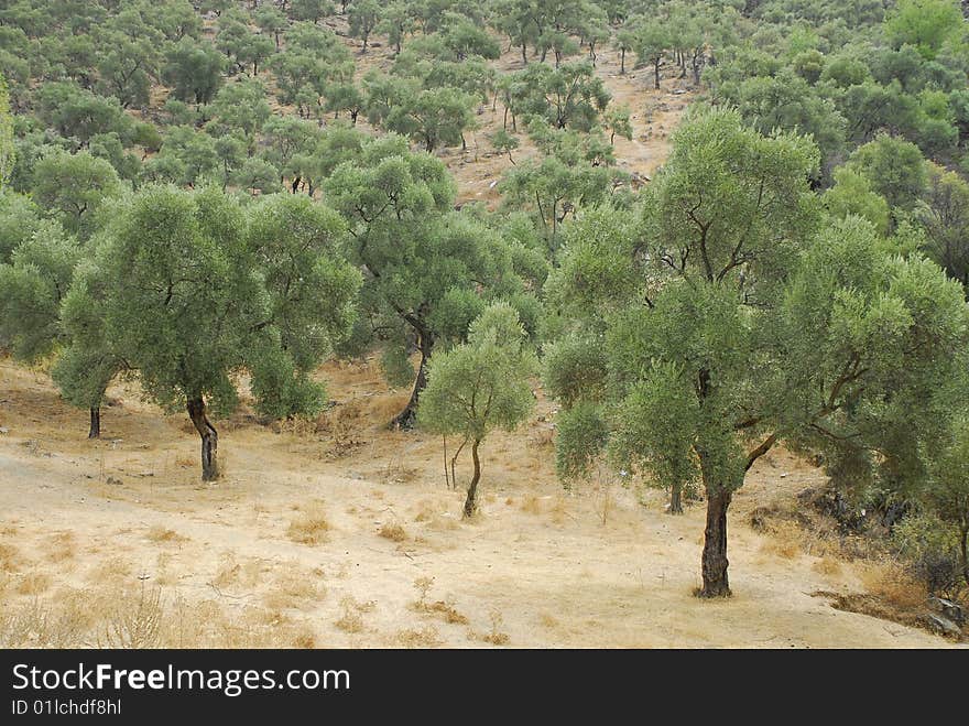 Olive trees at the bodrum,turkey