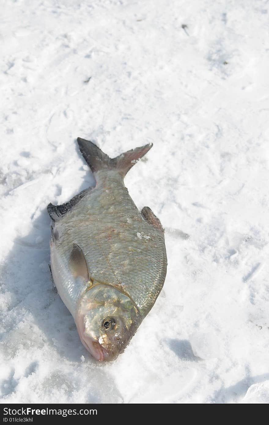 The caught fish on snow