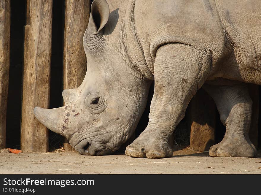 A white rhino taking a walk