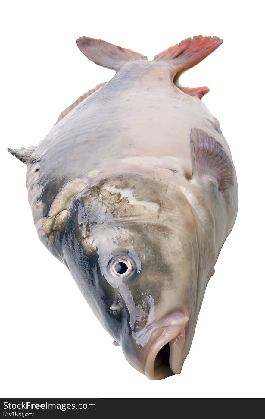 Big mirrored carp isolated on white background