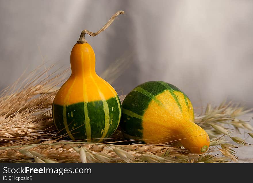 Pumpkins, melons in by a large plan with the ears of wheat