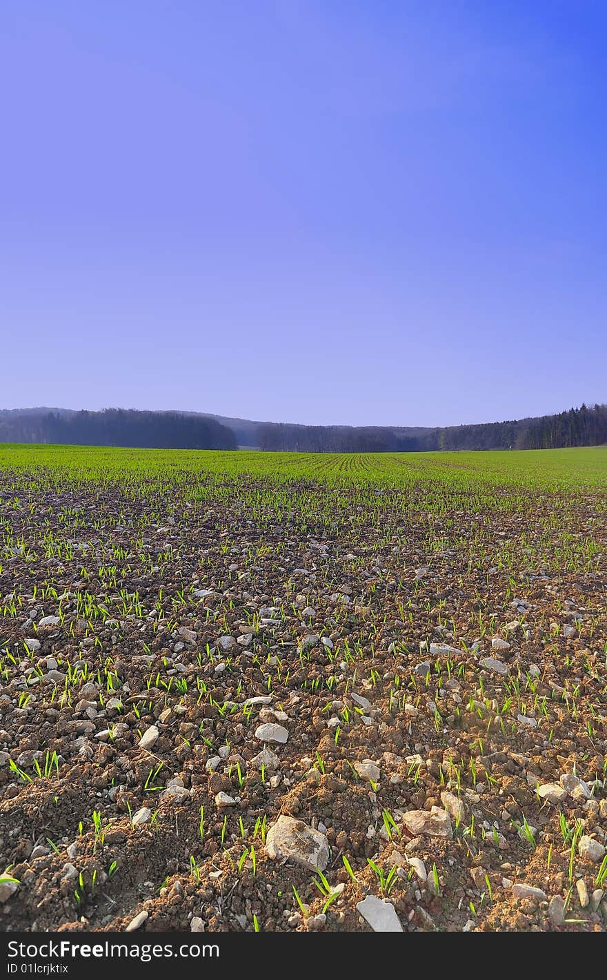 Field In Spring