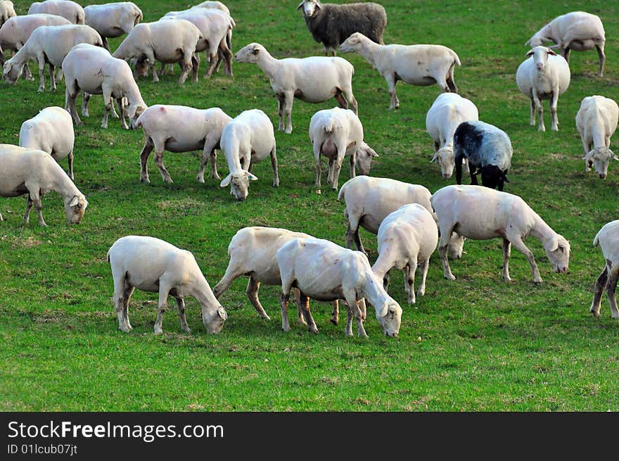 Sheep