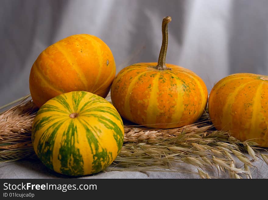 Pumpkins, melons in by a large plan with the ears of wheat