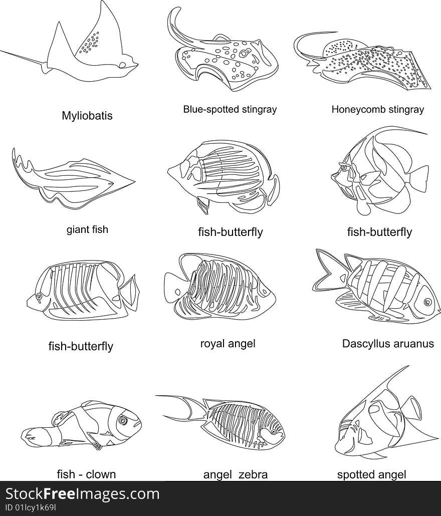 Many different finfishess are from tropical waters. Many different finfishess are from tropical waters