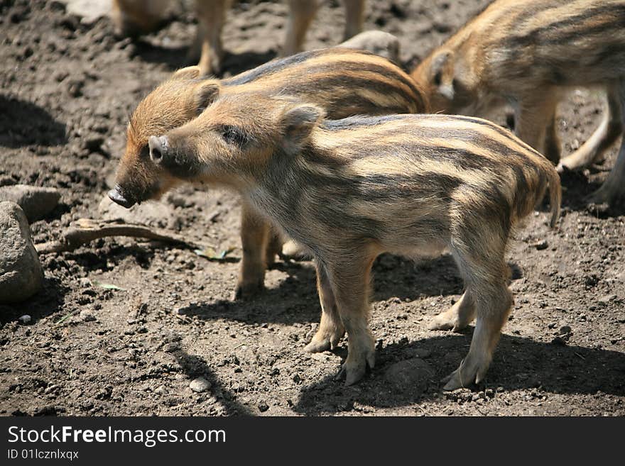 Young pigs have not yet changed its striped paint. Young pigs have not yet changed its striped paint