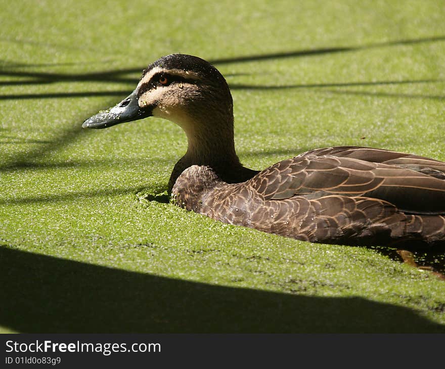 A brown duck happily floating through some green stuff on the surface of the pond. A brown duck happily floating through some green stuff on the surface of the pond.