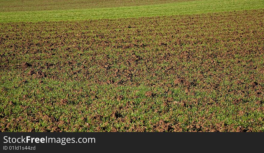 Young crops on the farm field