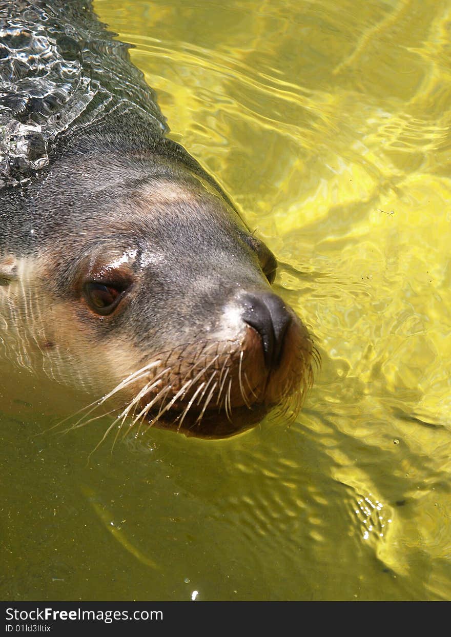 A seal swiming in its pond at the Adelaide Zoo, Adelaide, Australia. A seal swiming in its pond at the Adelaide Zoo, Adelaide, Australia.