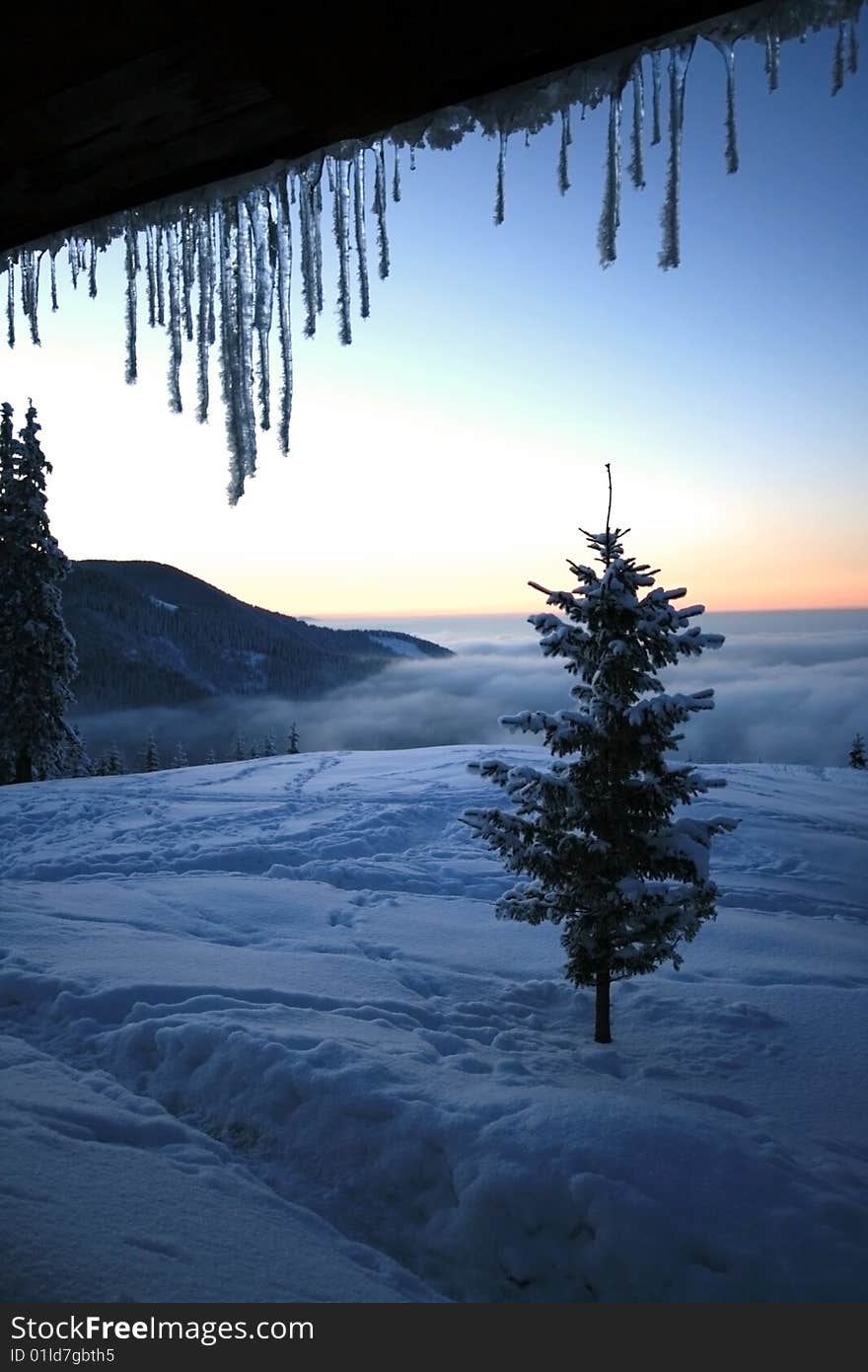 Lonely tree looking at the sunset from the shelter.