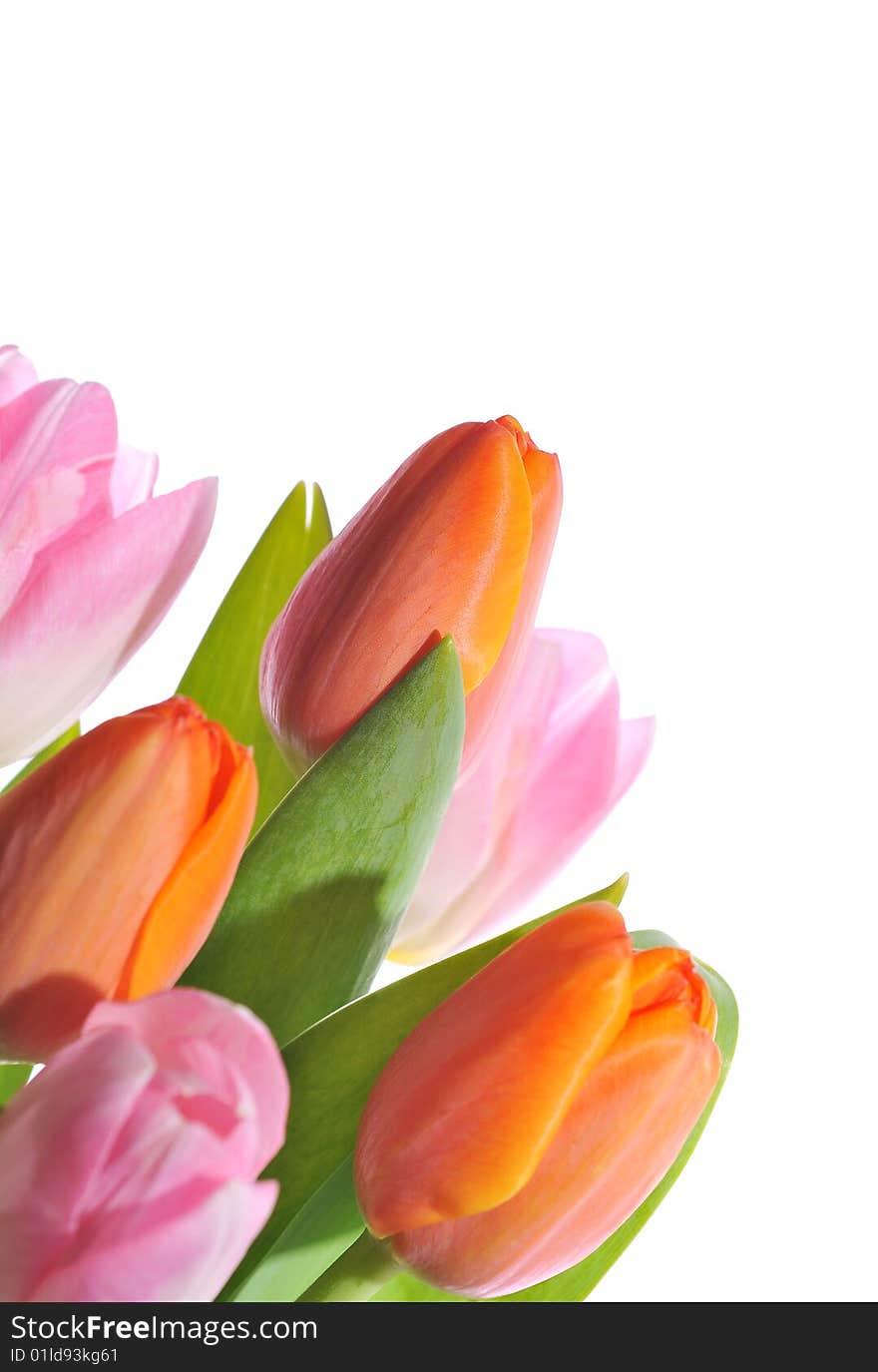 Bouquet of tulips on white background