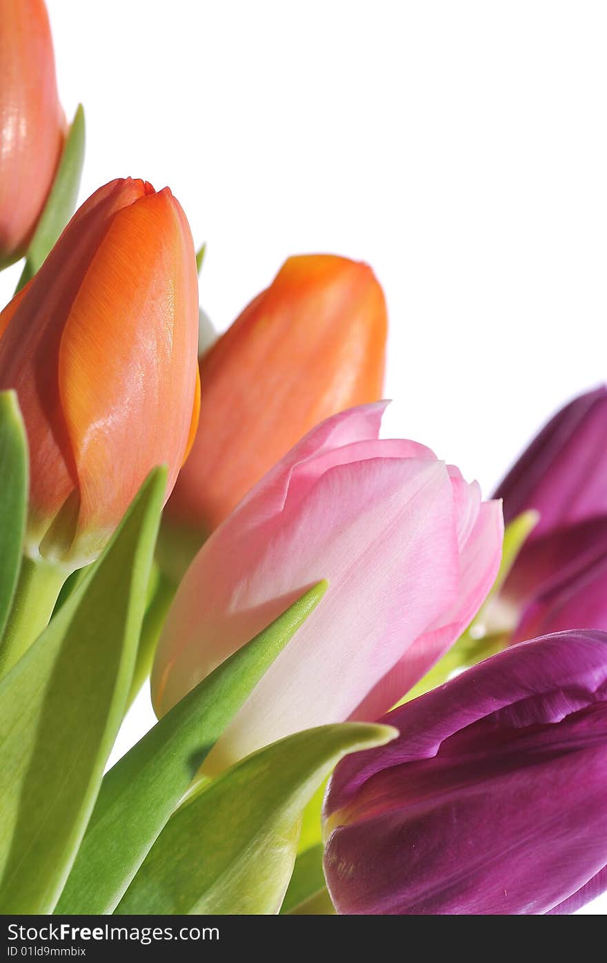 Bouquet of tulips on white background