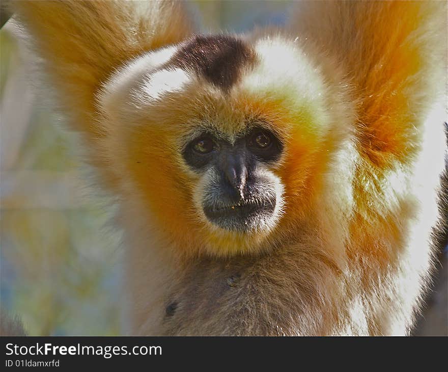 A female siamang monkey staring at the camera while hanging from a tree at Adelaide Zoo, Adelaide, Australia. A female siamang monkey staring at the camera while hanging from a tree at Adelaide Zoo, Adelaide, Australia.