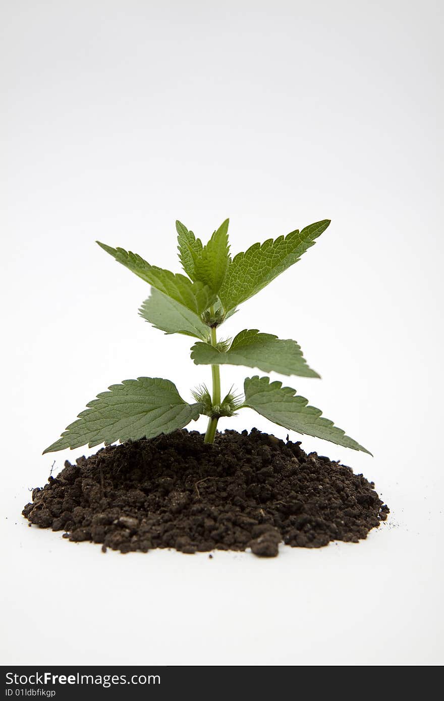 Isolated green plant in black soil. Isolated green plant in black soil