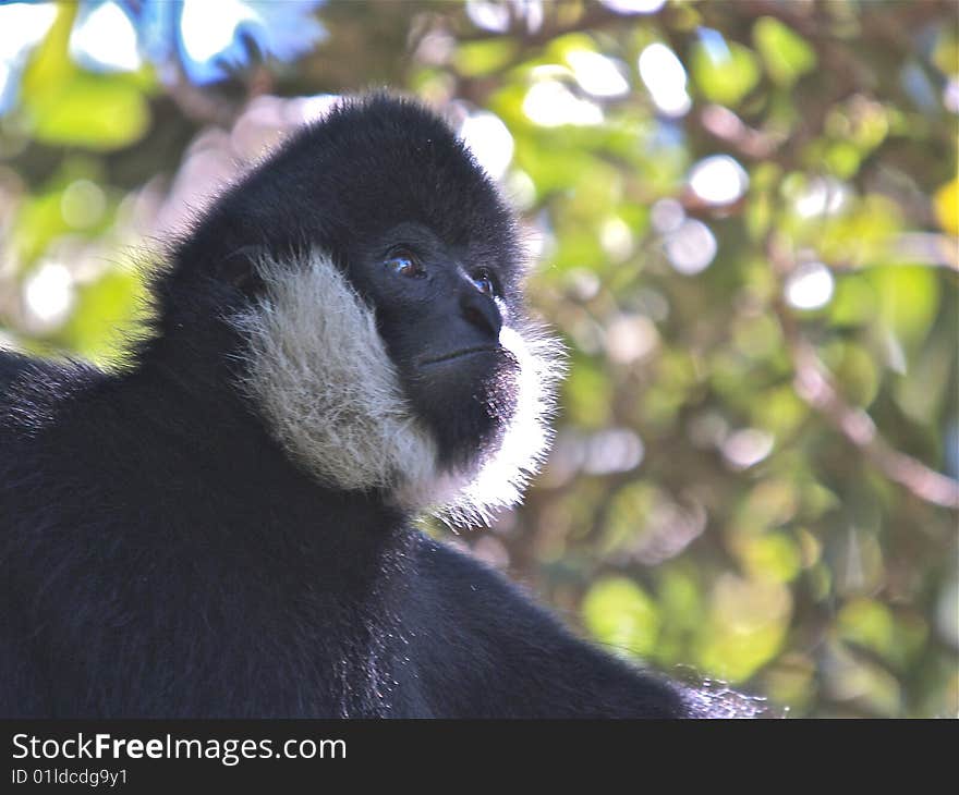 Male Siamang Monkey Close Up