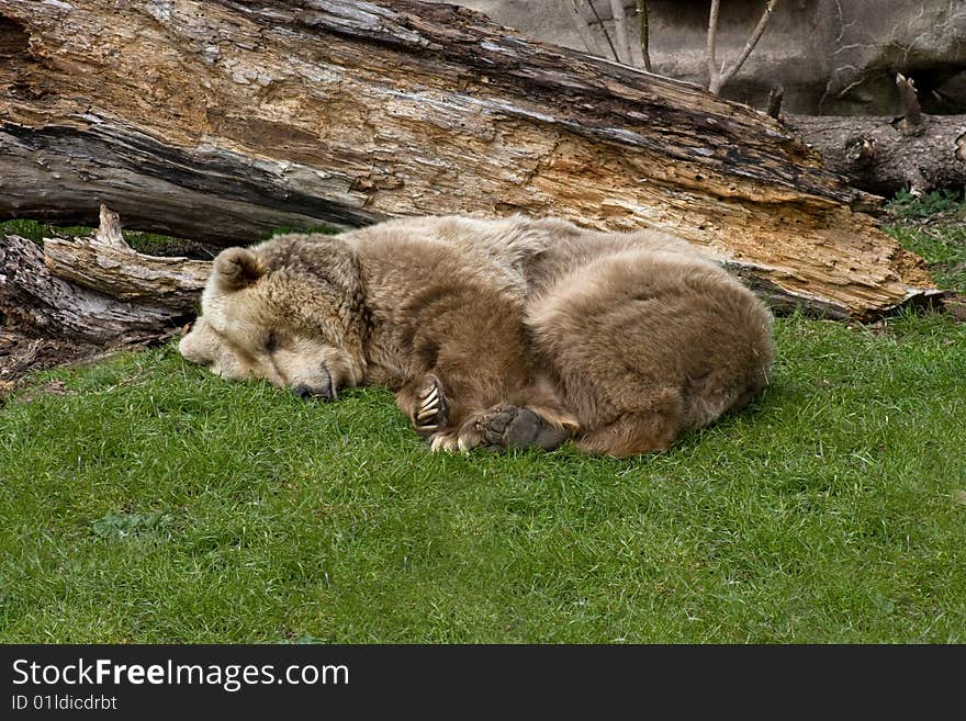 Large Grizzly Bear