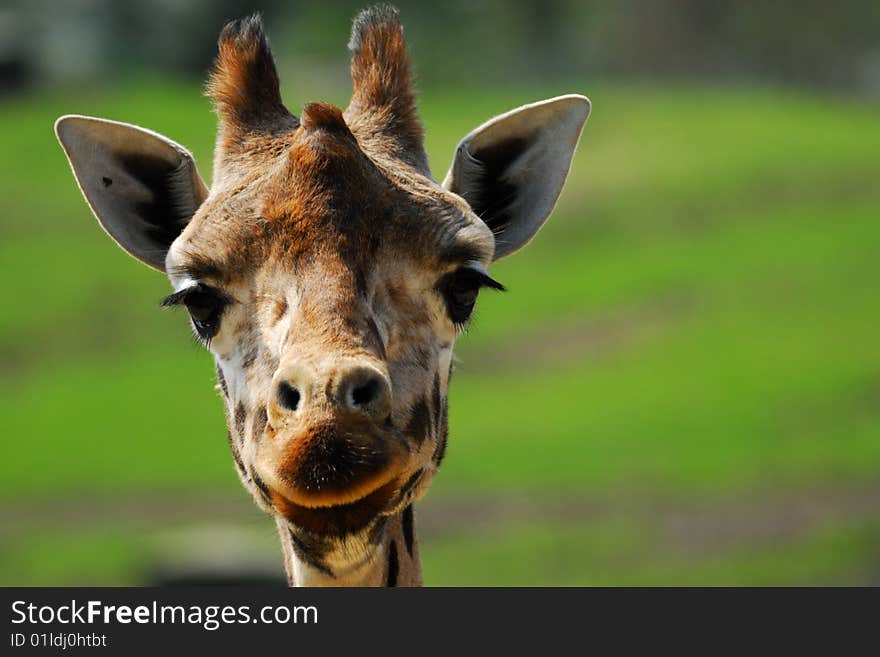 Close-up of a funny giraffe. Close-up of a funny giraffe