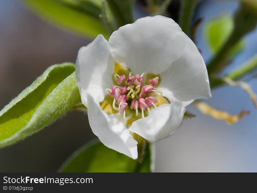 Close-up of pear flower