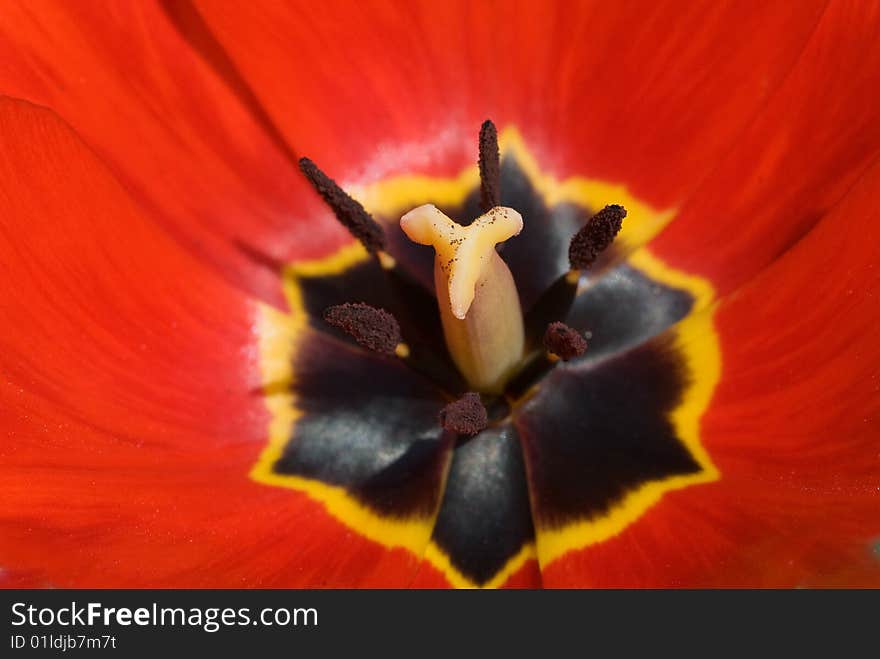 Macro photo of a red tulip