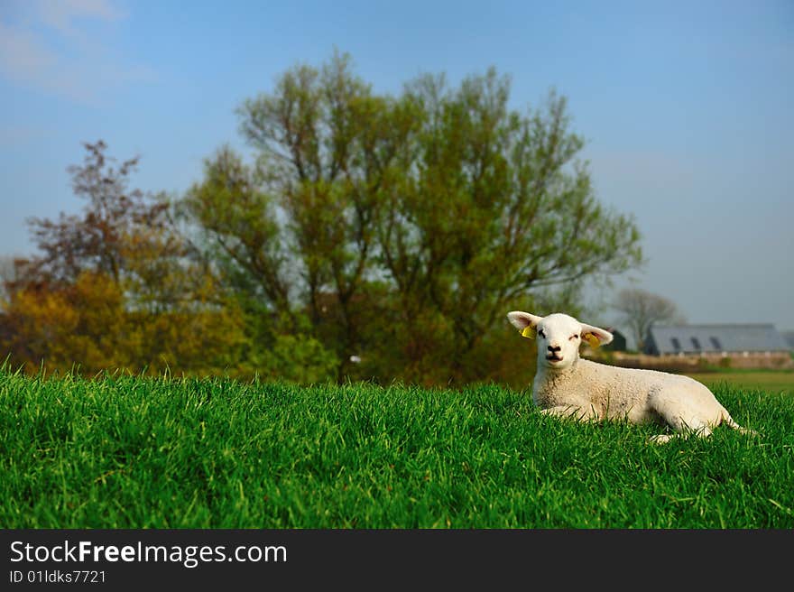 Cute lamb in spring, The Netherlands