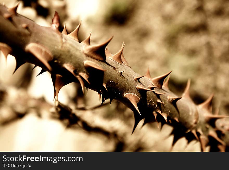 Photo of rose burs in yellow-brown tone