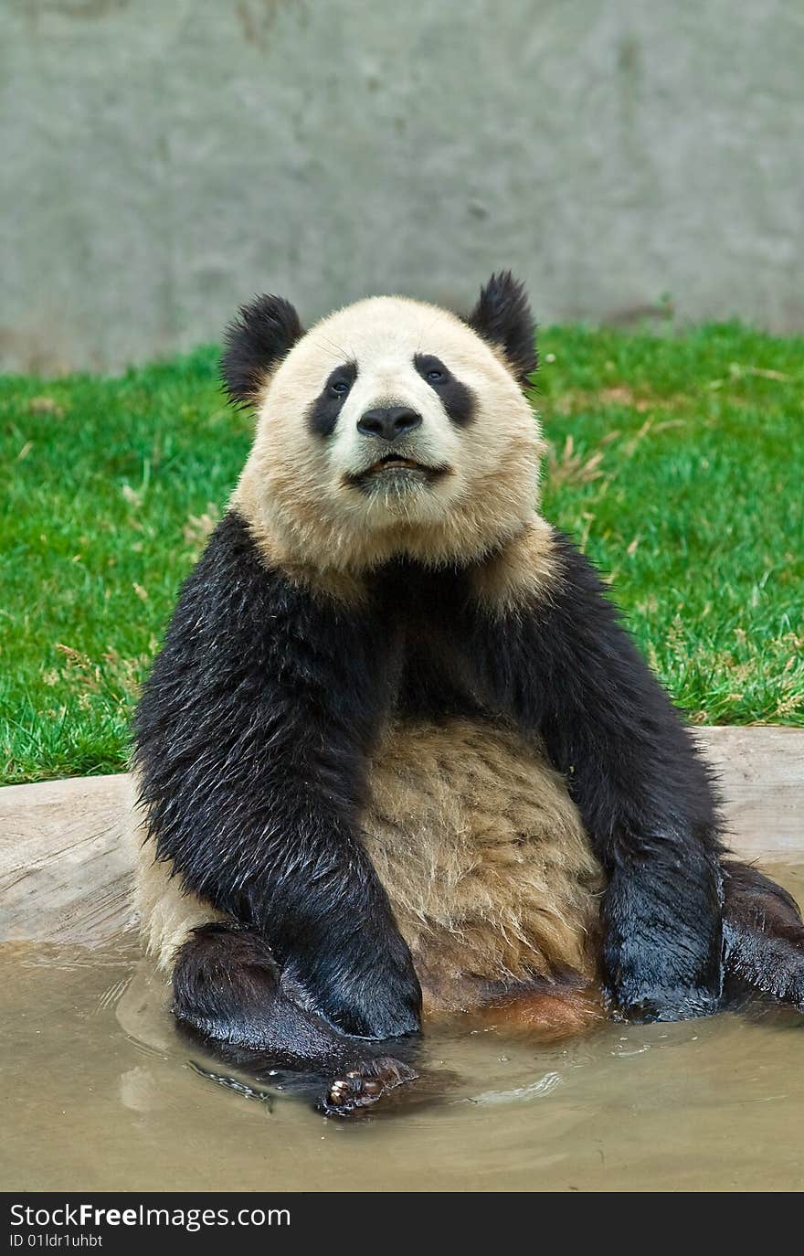 Giant panda