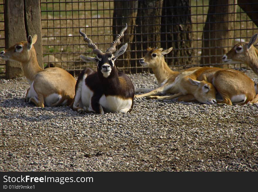 Family of antelopes deer-goat - zoo Cornelle - Italy. Family of antelopes deer-goat - zoo Cornelle - Italy