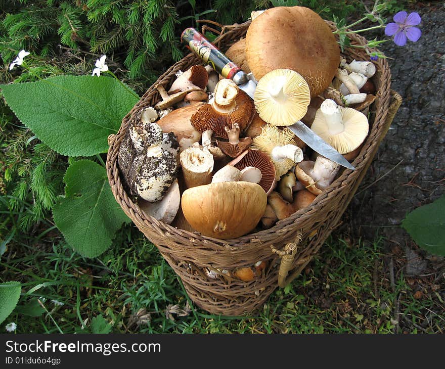 Mushrooms In Basket