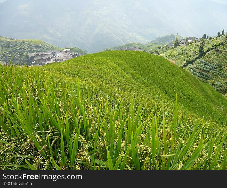 Longsheng Rice Terraces, China