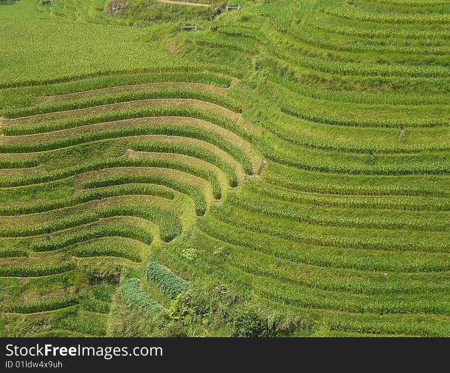 Longsheng Rice Terraces, China