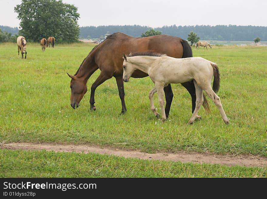 A pasturing brown horse and a white foal. A pasturing brown horse and a white foal