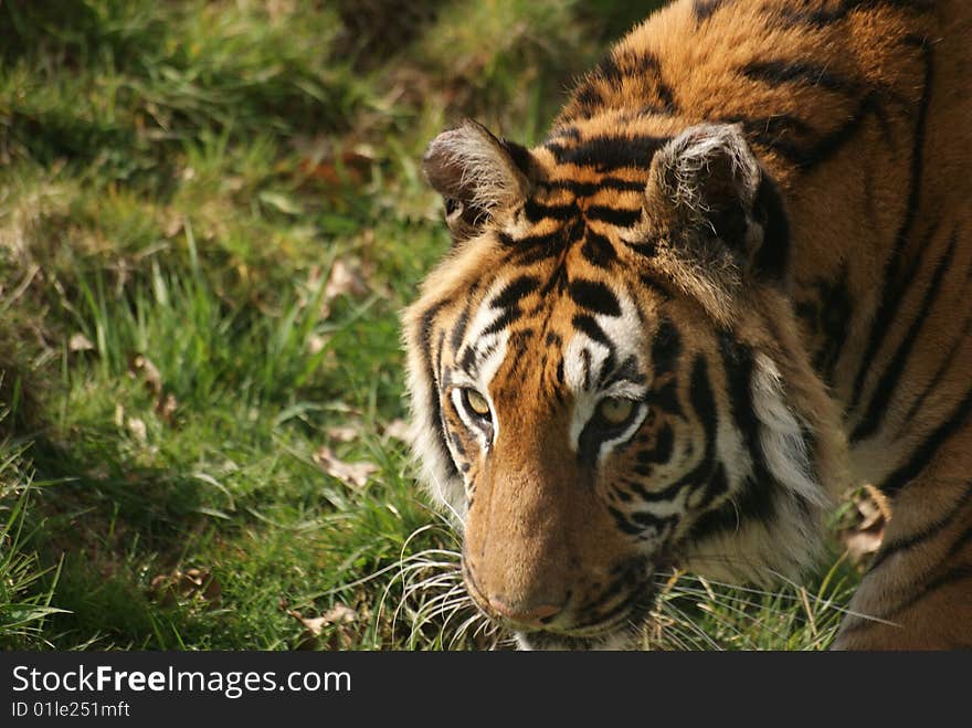 Bengal Tiger walking through short grass