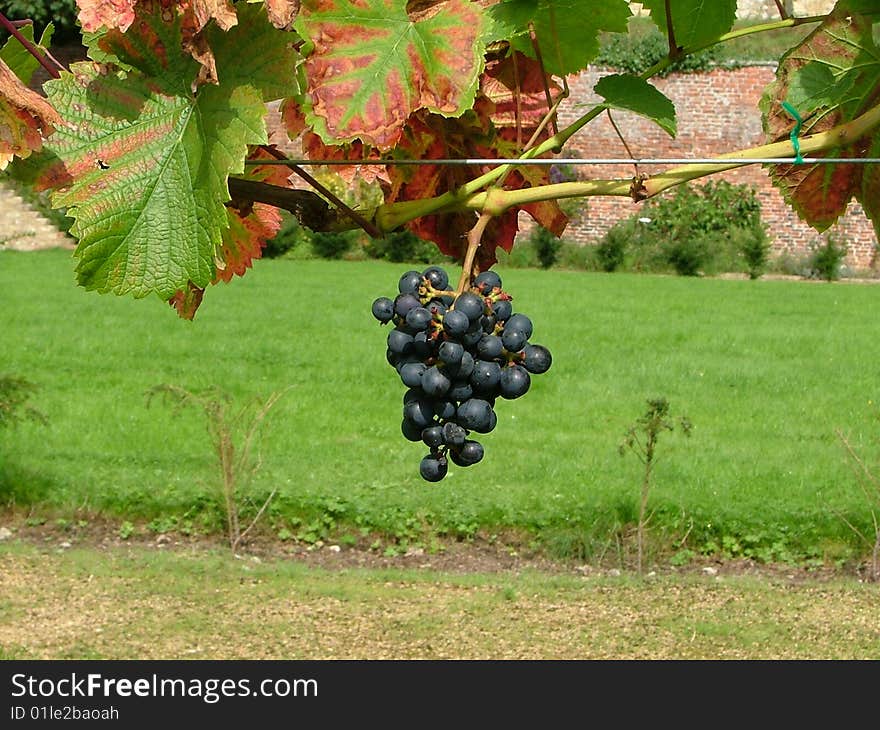 Perfect Bunch of black grapes