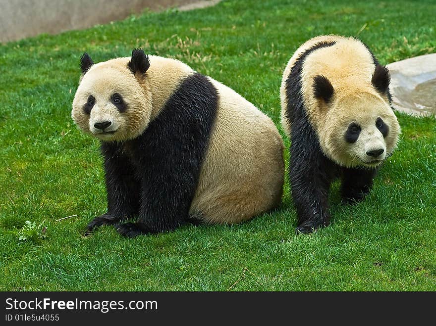 Giant Panda