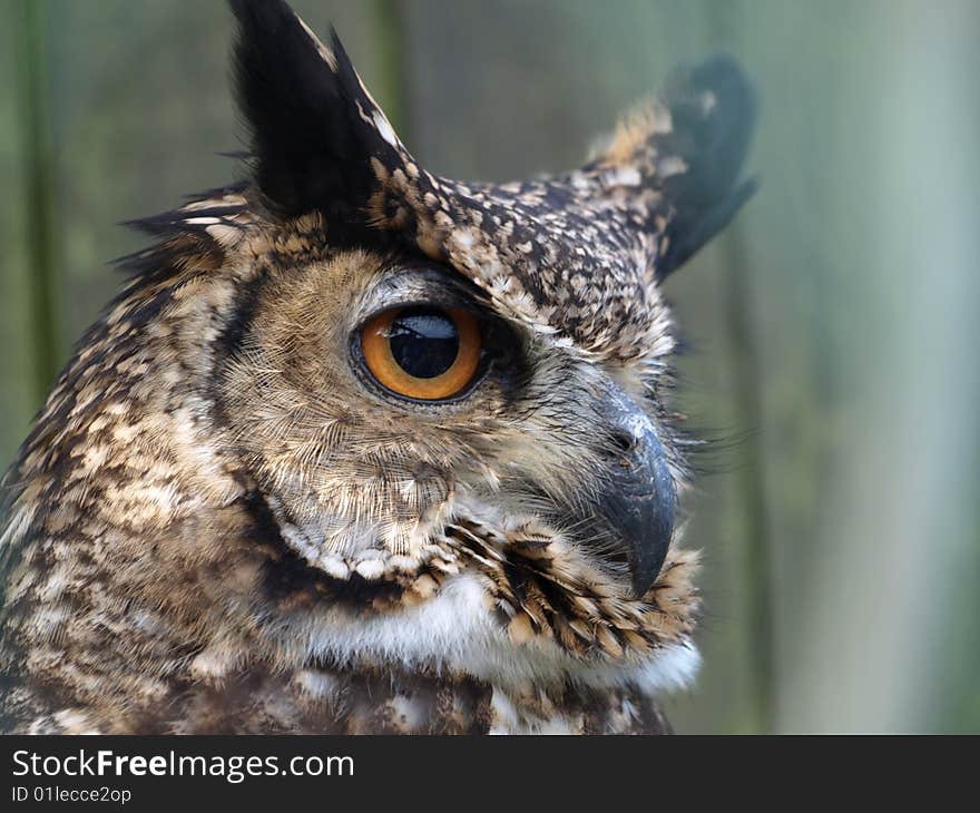 Bengal Owl