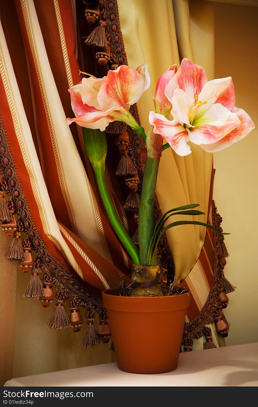 Indoor flower on a background of curtains in the apartment