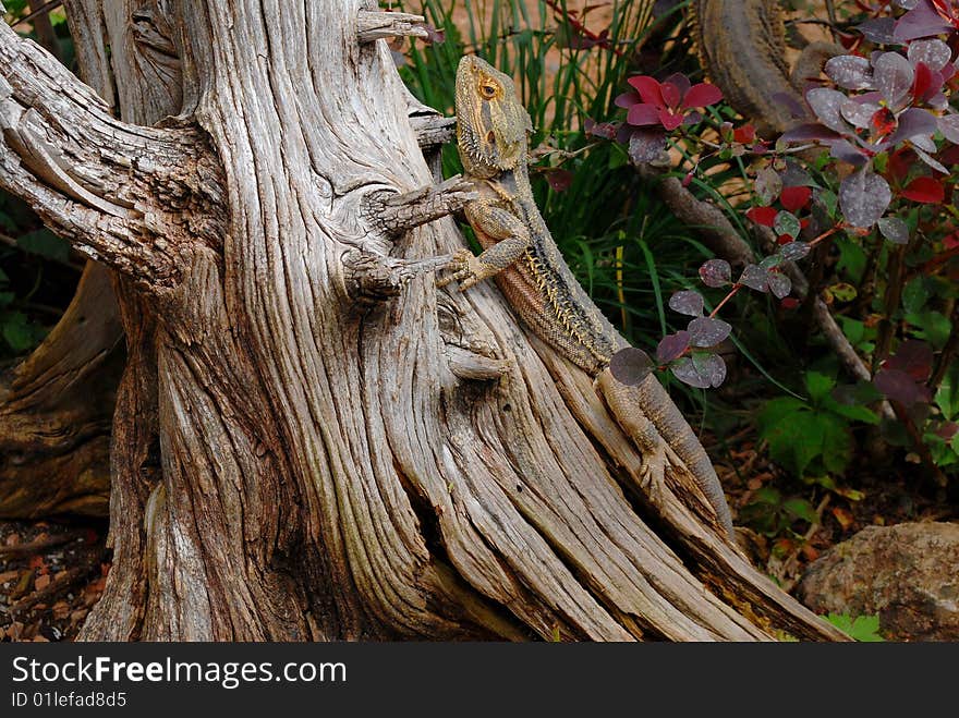 Closeup of lizard climbing on a tree. Closeup of lizard climbing on a tree