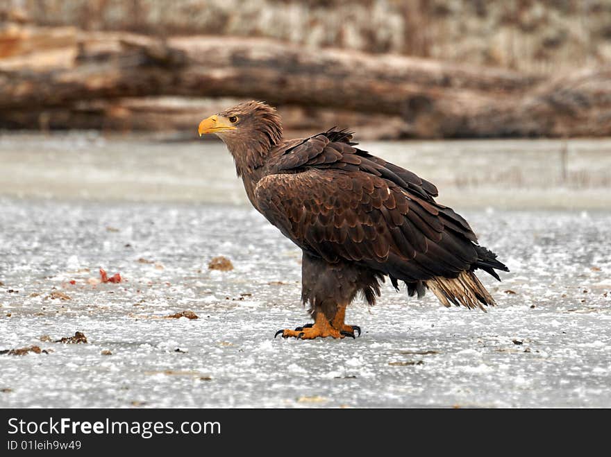 Eagle on ice, carska bara, serbia