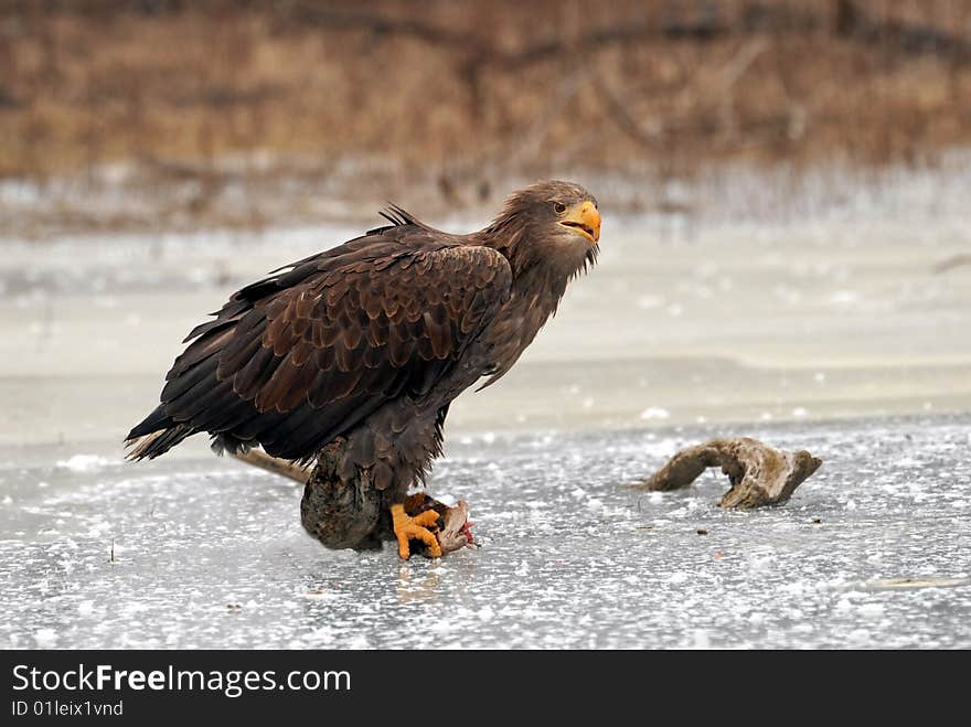 Eagle on ice, carska bara, serbia