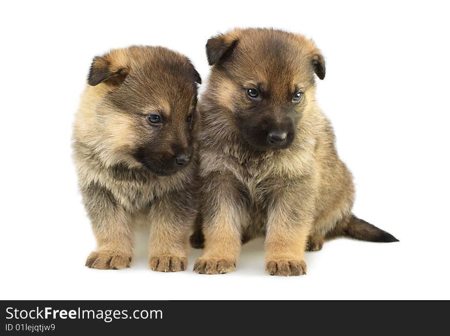 Germany Sheep-dogs Puppys