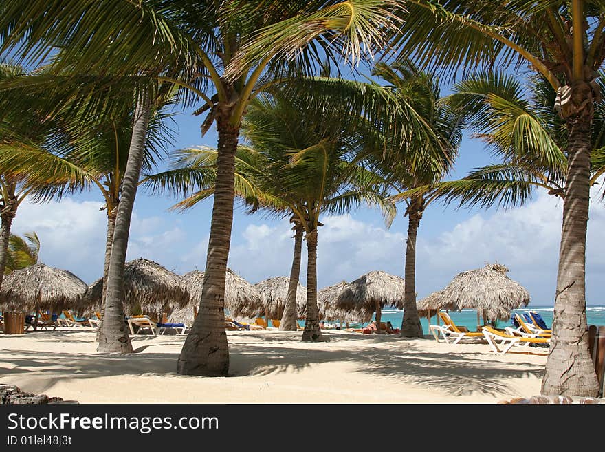 Caribbean sea beachfront palm tree. Caribbean sea beachfront palm tree