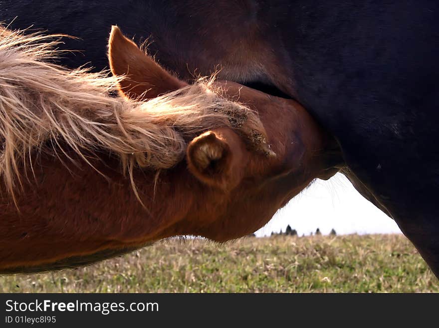 The foal is fed with milk of mother