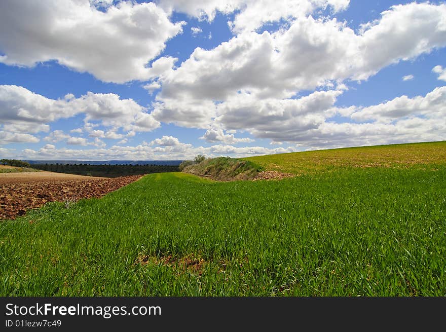 Picture of a wheat field from spain. Picture of a wheat field from spain.