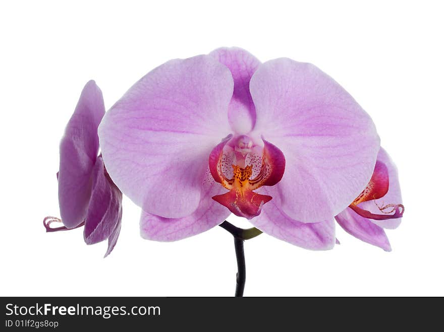 Pink fresh orchid