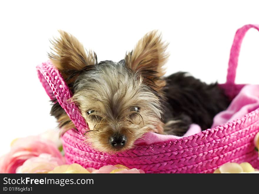 An adorable four month old Yorkie puppy in a pink basket, closeup, isolated on white background with copy space. An adorable four month old Yorkie puppy in a pink basket, closeup, isolated on white background with copy space