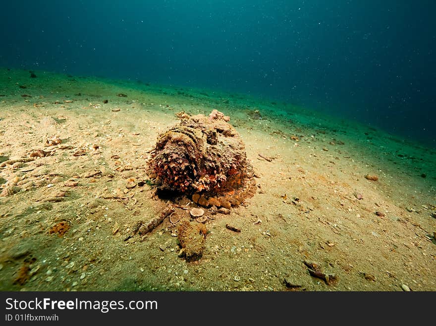 Stonefish (synanceia verrucosa) taken in the red sea.